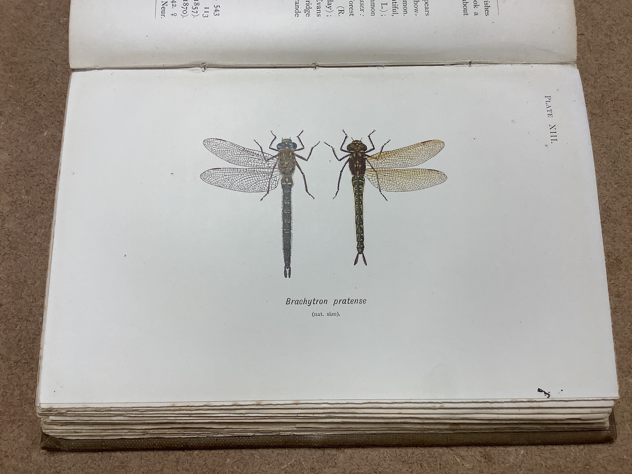 Lucas, William, John - British Dragonflies: (Odonata), 8vo, cloth, L. Upcott Gill, London, 1900 and Tillyard, Robert, John - The Biology of Dragonflies, 8vo, cloth, scuffed, spines bumped, Cambridge University Press, 191
